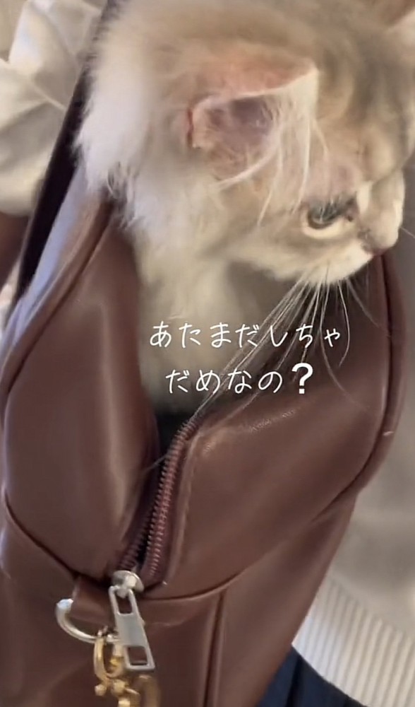 「あたまだしちゃ...」のテロップ写真