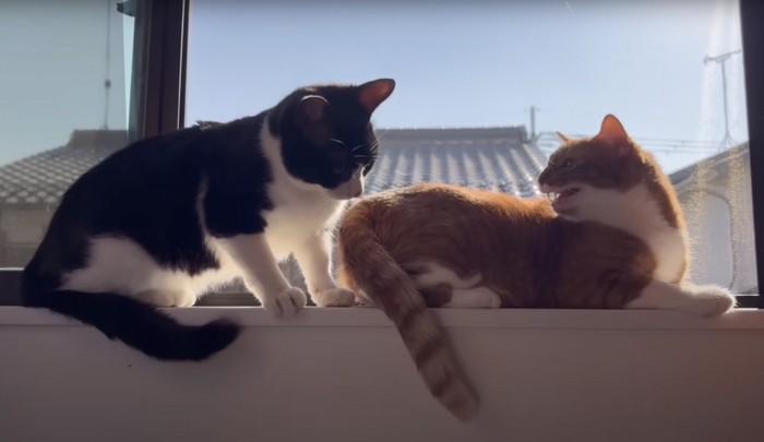 窓辺に並ぶ2匹の猫