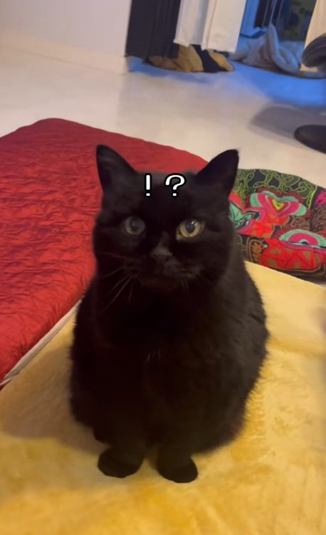 なでるのをやめて驚く黒猫