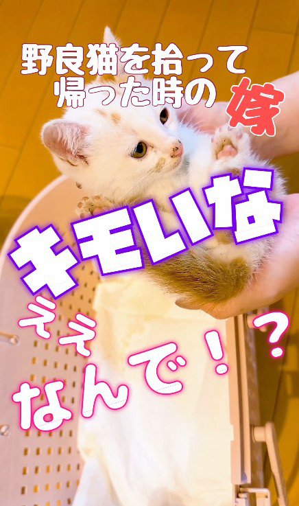 抱っこされる子猫
