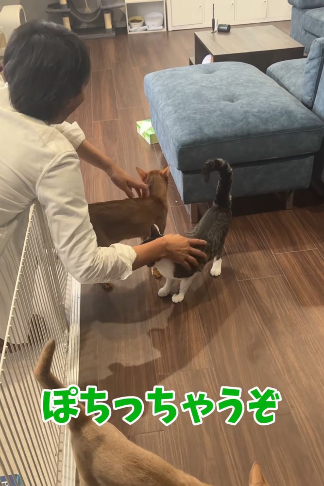 なでられる2匹の猫