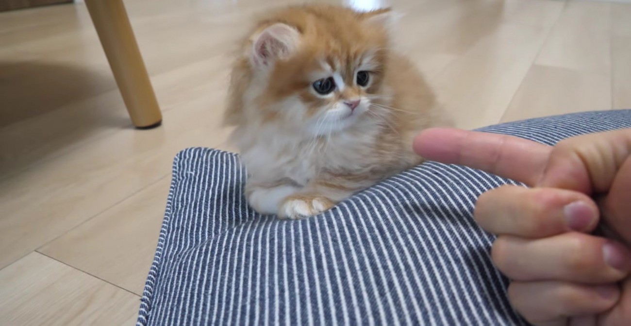 座りなおした赤ちゃん%%座りなおして落ち着いたように見えた赤ちゃん猫。しかし…