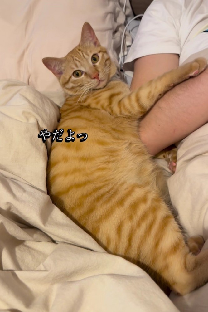 目で威圧する猫