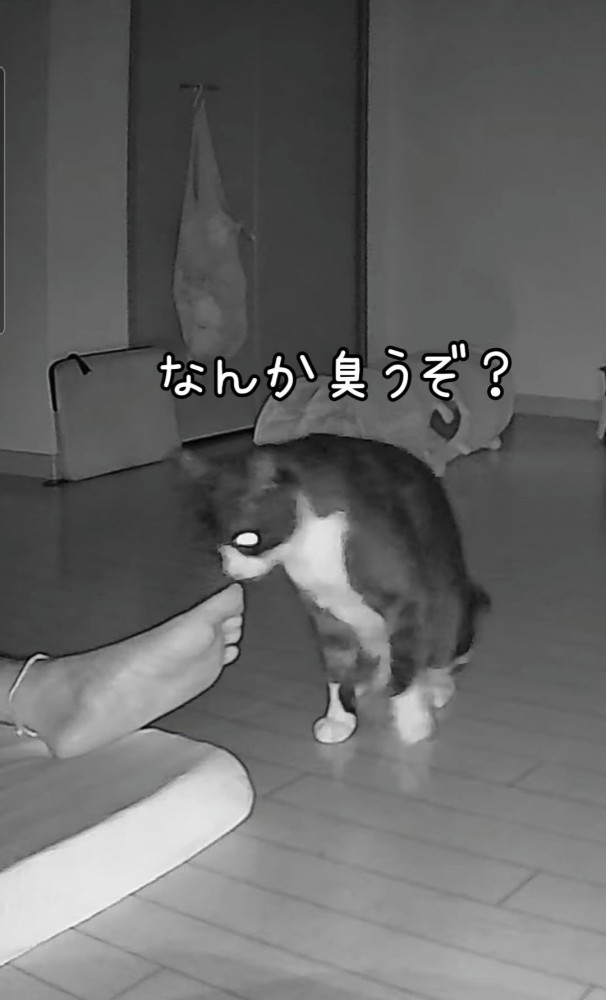 人の足のにおいを嗅ぐ猫