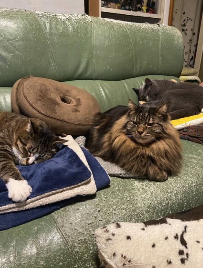 ソファの上でくつろぐ3匹の猫