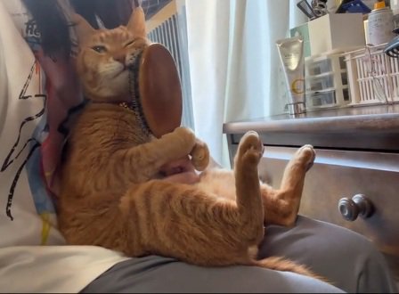 飼い主の膝の上でブラシに左頬をこすりつける猫