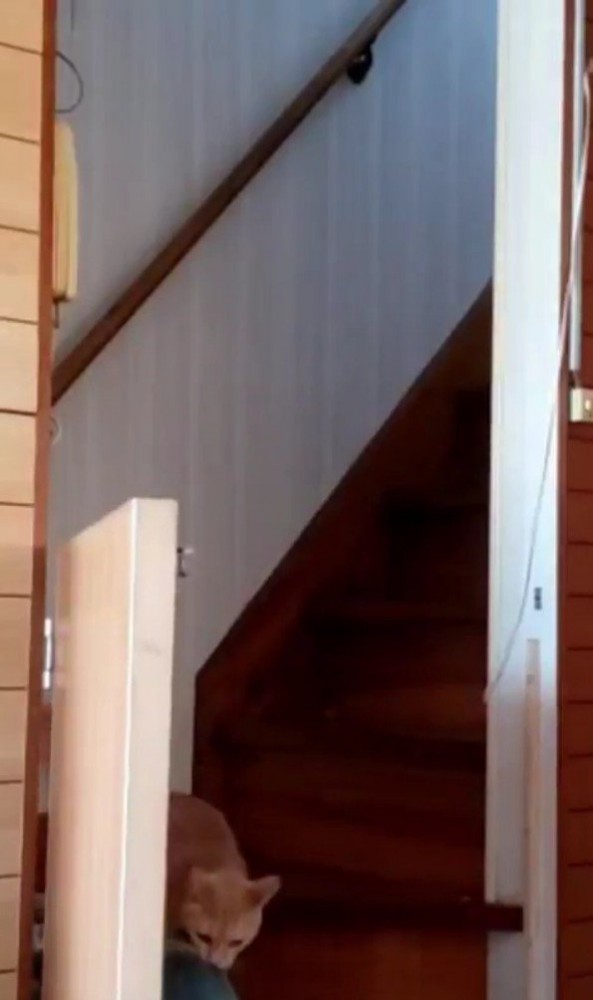 ぬいぐるみをくわえている猫