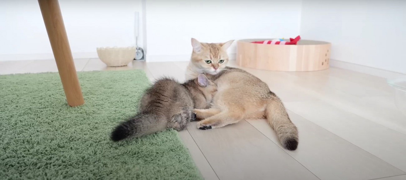 母猫と子猫