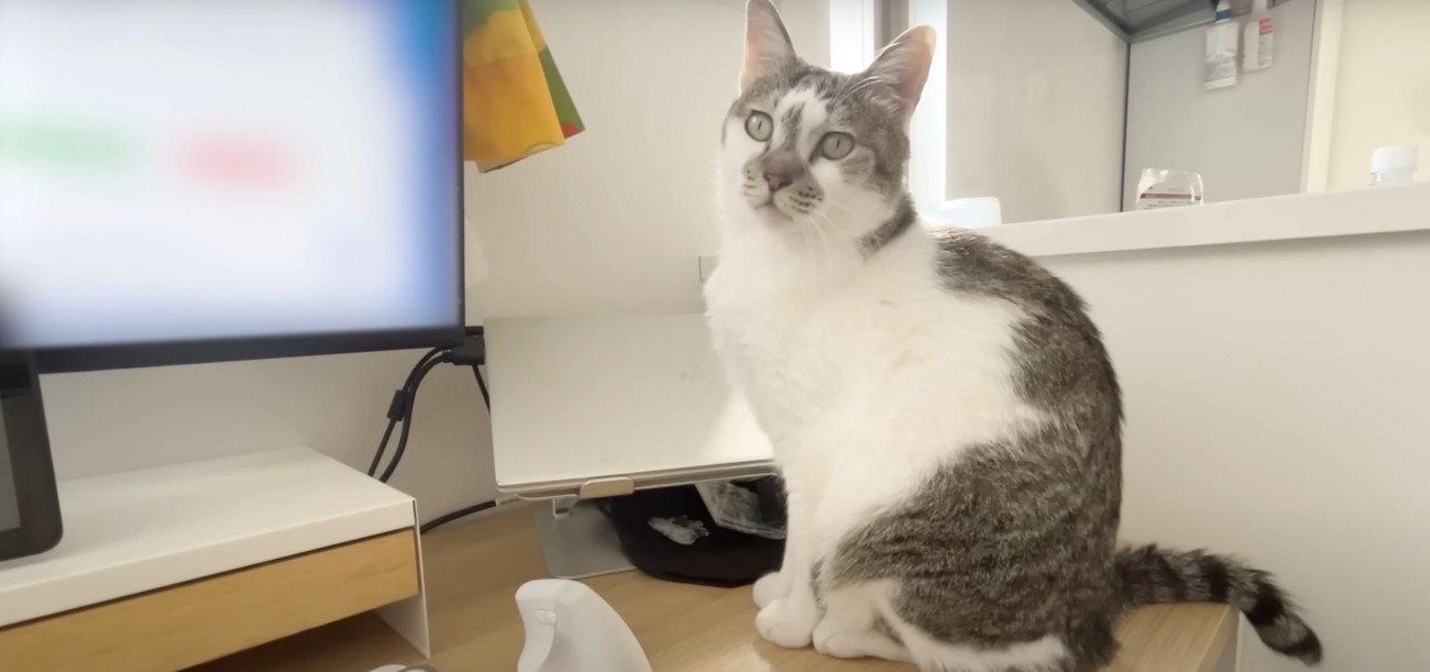 白とトラ模様の猫