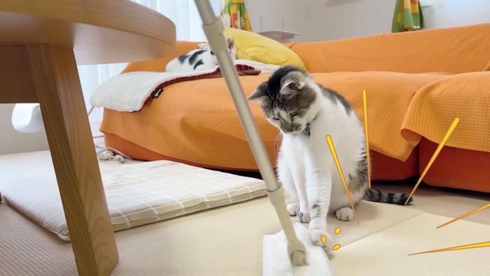 床に座ったまま猫パンチする猫