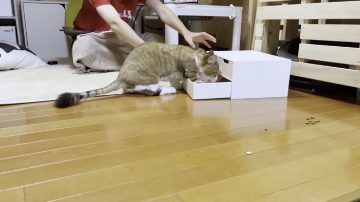 引き出しを開けたい猫