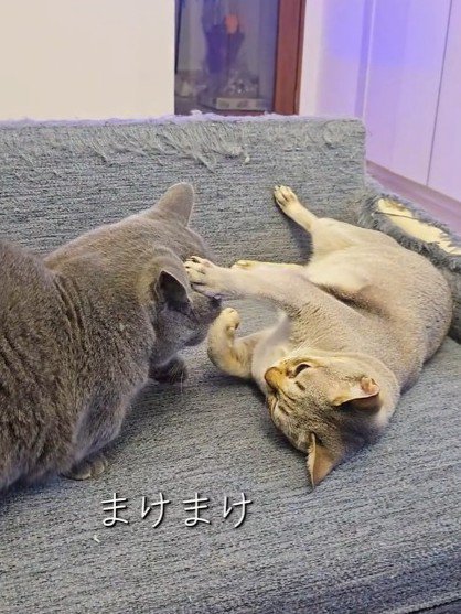 横になる猫に前足を乗せられる猫