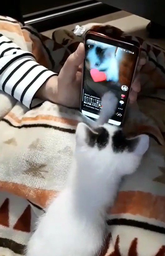 スマートフォンをタップする猫
