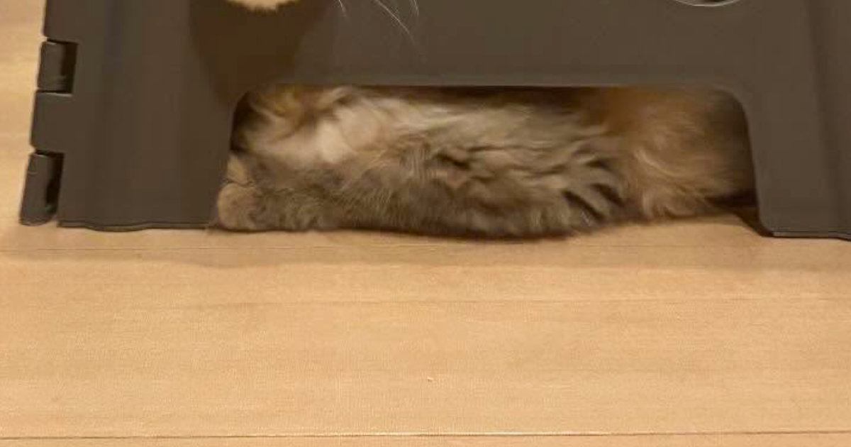 ステップ台と猫