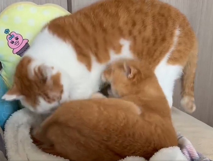 茶トラ猫と茶白猫の攻防