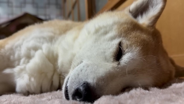 寝ている柴犬