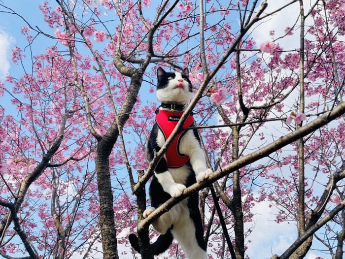 木登りするハチワレ猫