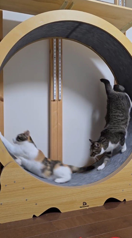 キャットホイールが一回転して下に着地する三毛猫