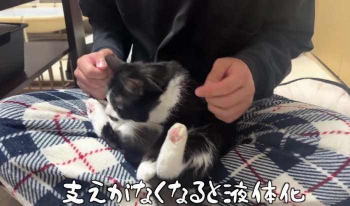 とろけてぺたんこになるくろまめさん