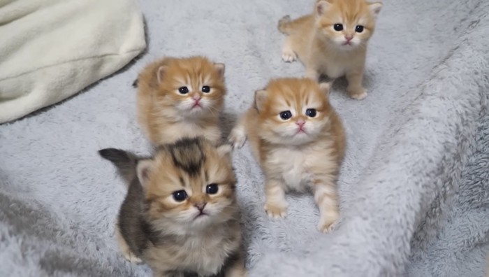 みんなこっちを見ている写真