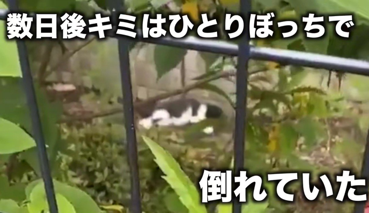 倒れている子猫