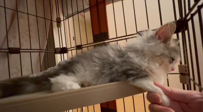 寝落ちしそうな猫