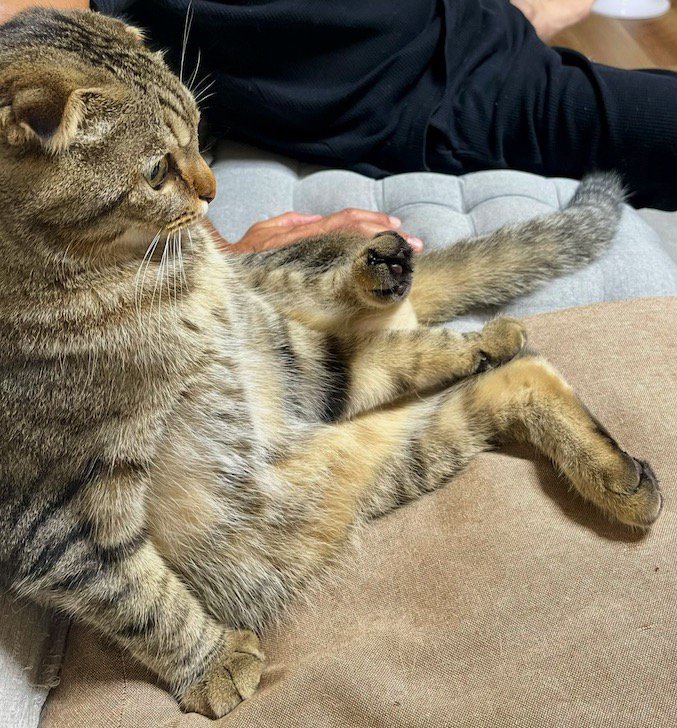 ソファに座り、左の後ろ足を上げて右の前足で体重を支える猫