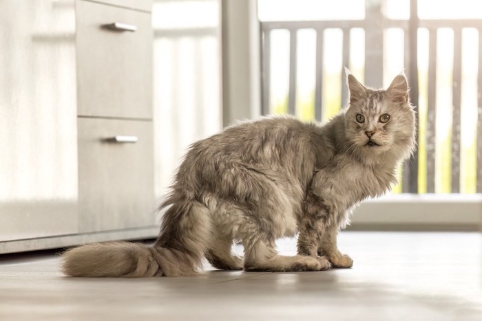 腰を落とした姿勢の老猫