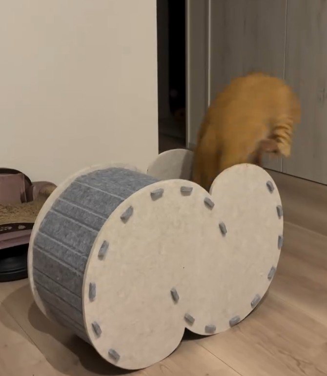 右からハウスに飛び込む猫