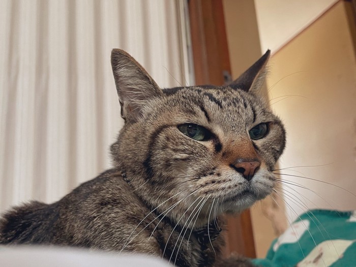 前を見ている猫の顔