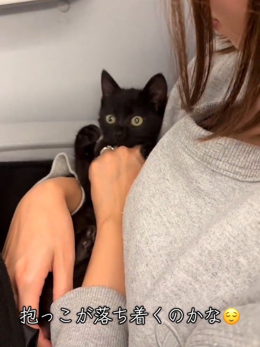 抱っこされる子猫