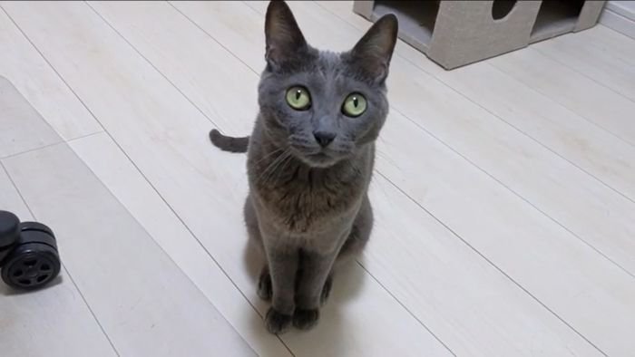 じーとみるハムちゃん