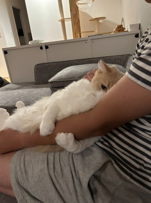 腕にしがみつく猫