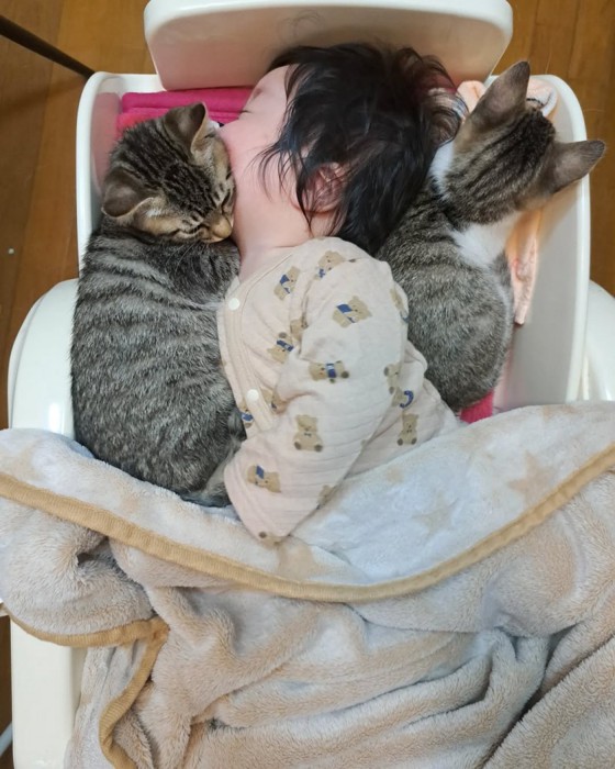 子猫の間で寝ている赤ちゃん