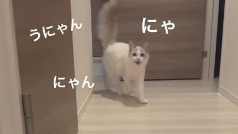 出迎える猫