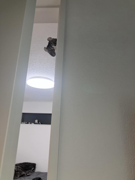 ドアの奥から覗く猫