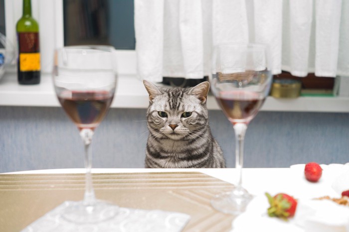 ワイングラスを見つめる猫