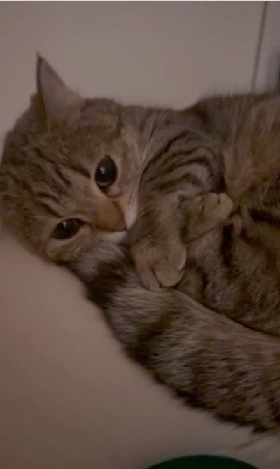 クッションの上にいる猫