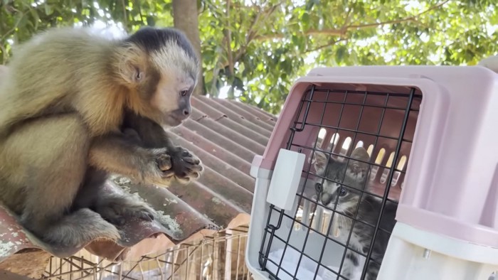 お猿さんと子猫