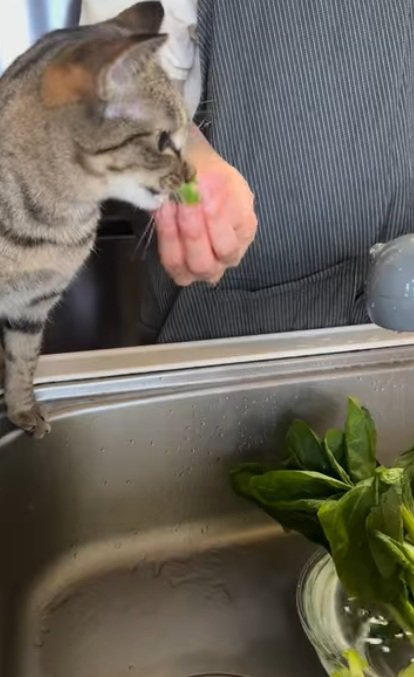 野菜を食べる猫