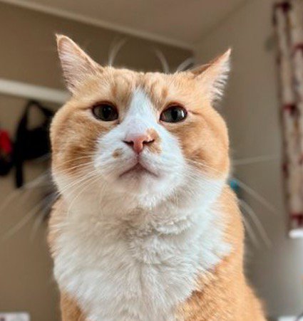 飼い主を見つめる猫