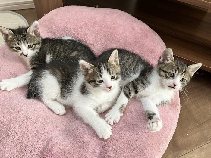 成長後の3匹の猫