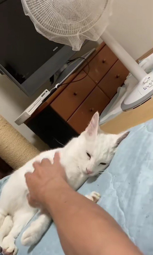 なでられる白猫