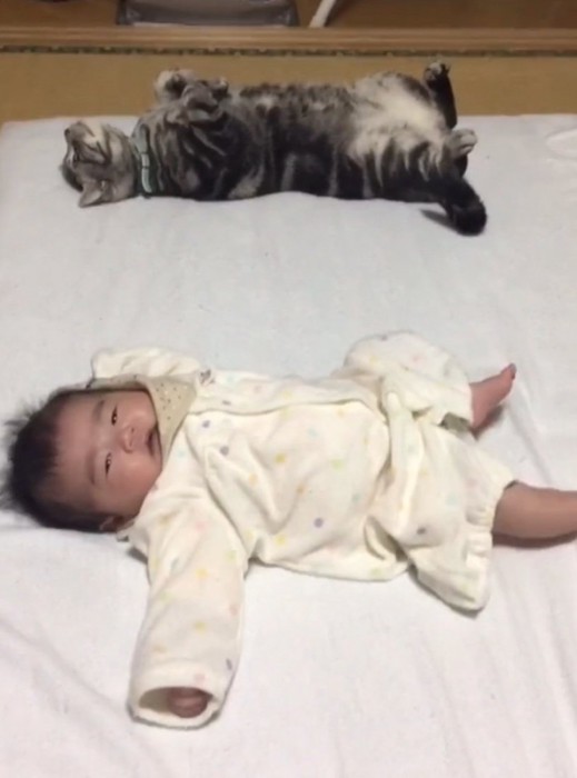 仰向きで眠る猫