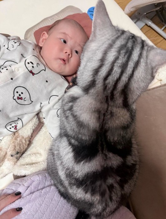 赤ちゃんを見守る猫