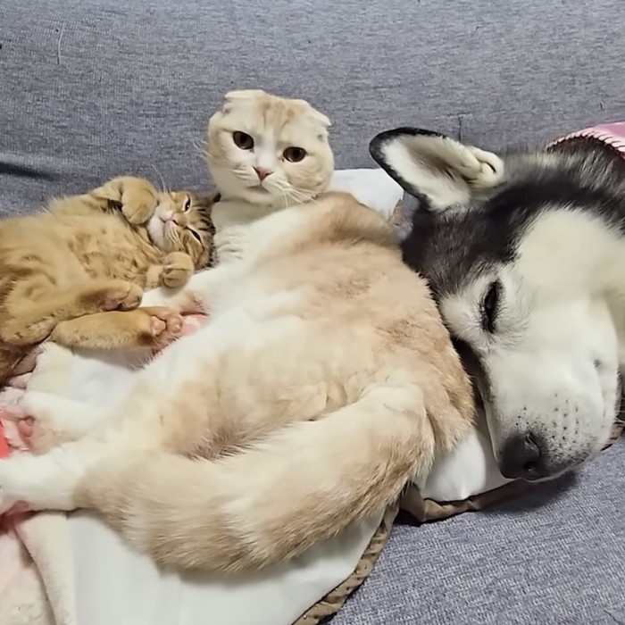 カメラ目線の猫の写真