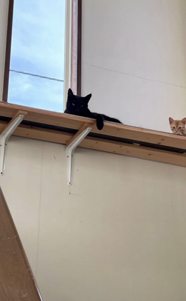 高い場所にいる二匹の猫の写真