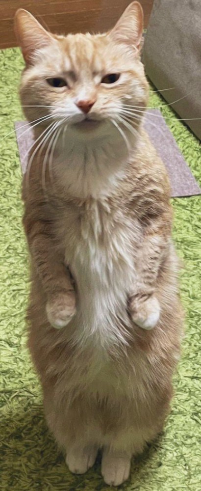 立ち上がる猫(体全体のアップ)