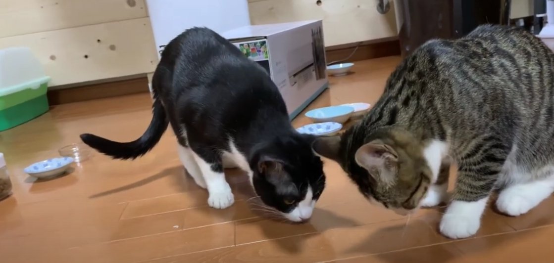 下を見ている2匹の猫