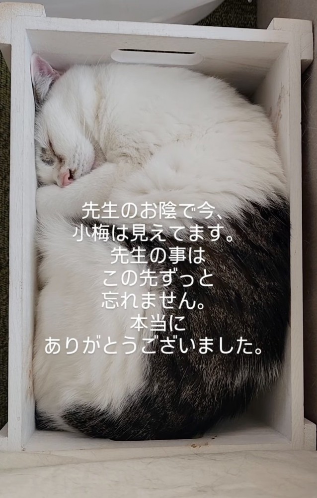 箱の中にすっぽり収まって眠る子猫